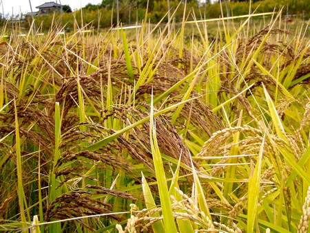091025ricefield.jpg