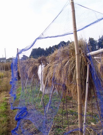 091125net.jpg