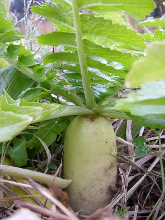 141125daikon.jpg