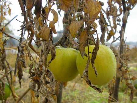 141125tomate.jpg