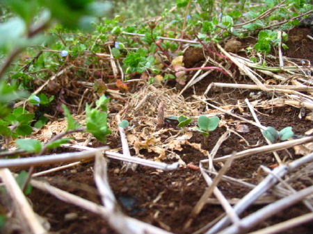 060408daikon