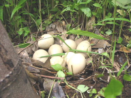 060529kiji-tamago