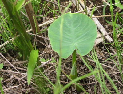 060601satoimo