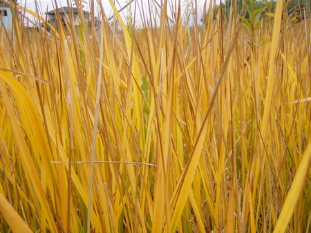 20101116chigaya.jpg
