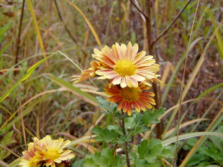 20101116nogiku.jpg