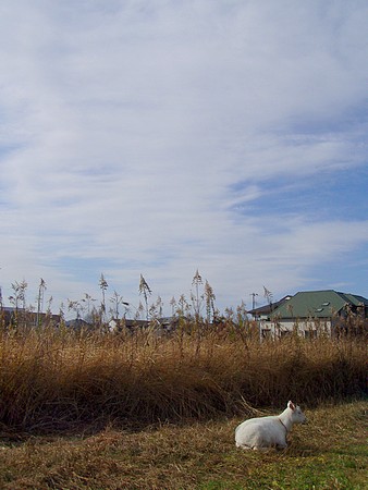 20101217shimotsuki.jpg