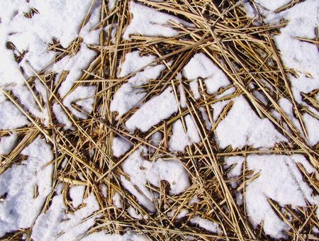 20110116snowed.jpg