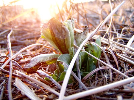 20110204risshun.jpg