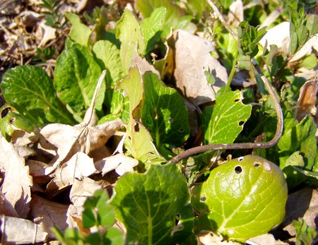 20110318komatsuna.jpg