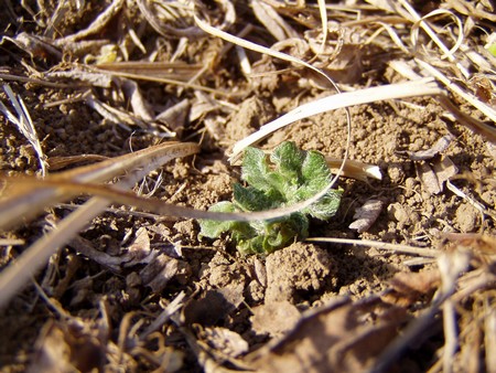 20110412jagaimo.jpg