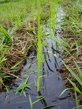 201106127taue.jpg