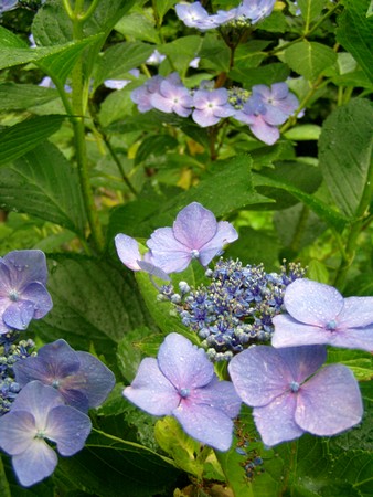 201106130ajisai.jpg