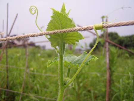 20110730kyuuri.jpg