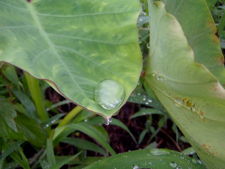 20110730satoimo.jpg