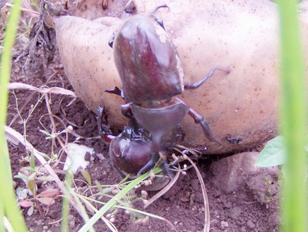 20110802kabutomushi.jpg
