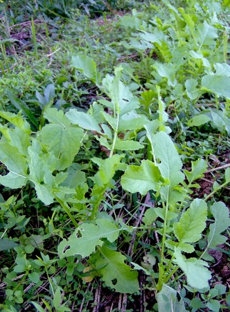 20111027daikon.jpg