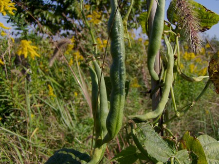 20111027ingen.jpg