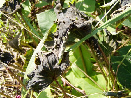 20111027satumaimo.jpg