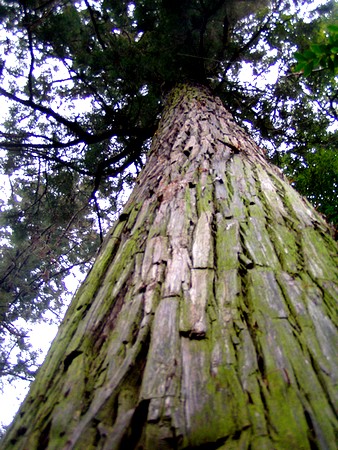 20120211ichinoyashrine.jpg