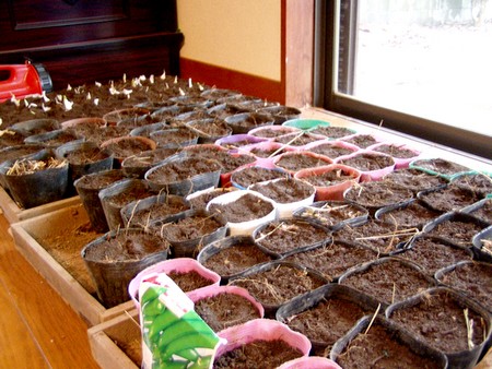 20120214pot-planting.jpg