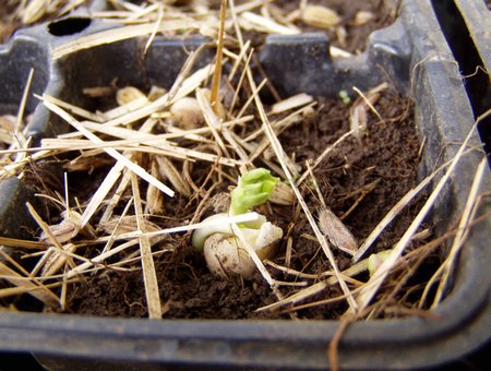20120228nae.jpg
