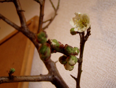 20120228ume.jpg