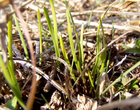 20120319nira.jpg