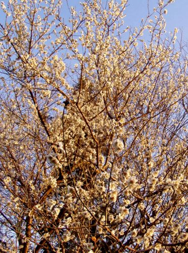 20120323hakubai1.jpg