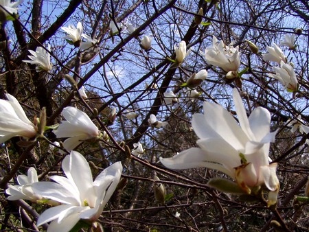 20120407kobushi.jpg