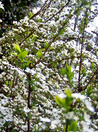 20120407yukiyagnagi.jpg