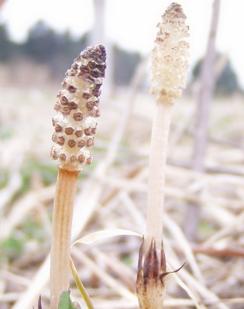 20120413tsukushi.jpg