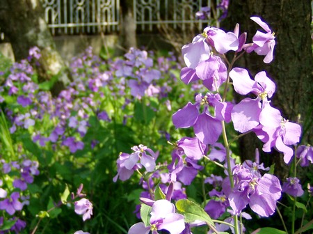 20120425hanadaikon.jpg