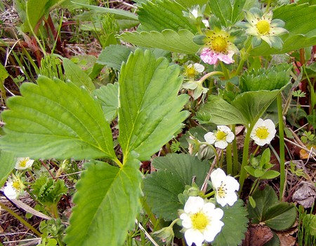 20120430flowering-strawberry.jpg