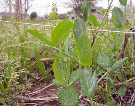 20120430growing-peas.jpg