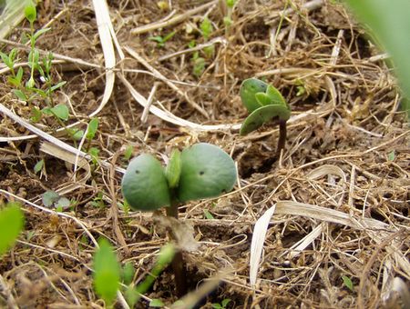 20120430hatsuga-soy.jpg