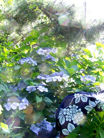 20120712ajisai.jpg