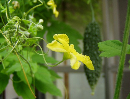 20120803go-ya.jpg