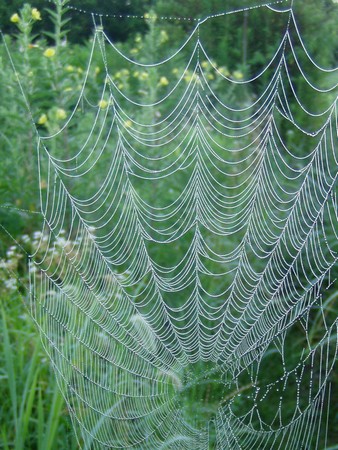 20120803spiderweb.jpg