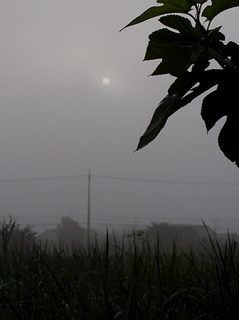 20120807morning.jpg