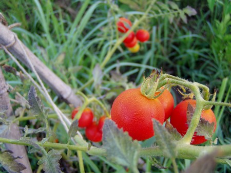 20120822tomato.jpg