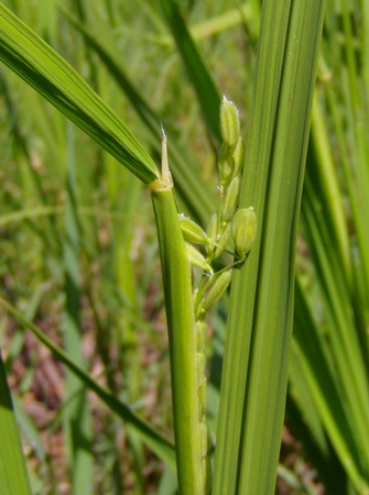 20120826rice.jpg