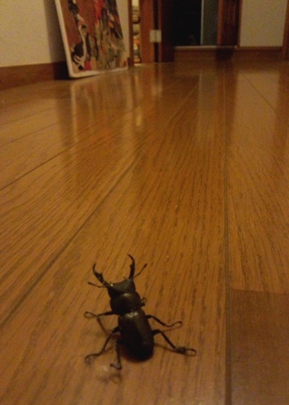20120901kuwagata.jpg