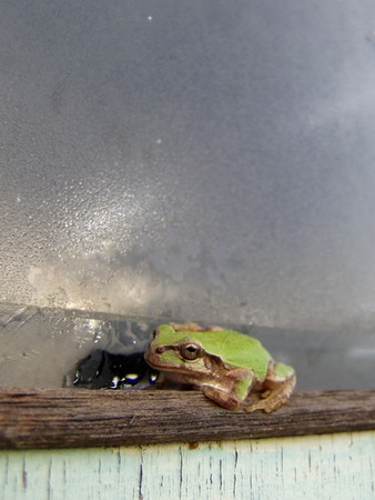 20120913kaeru.jpg
