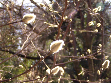 20130131shining.jpg