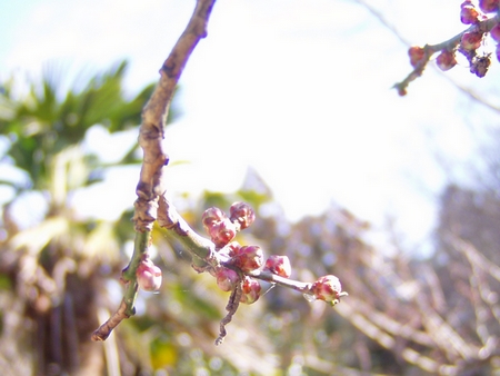 20130131ume.jpg