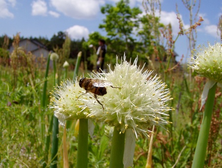 20130524negibouzu.jpg