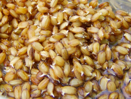 20130524rice.jpg