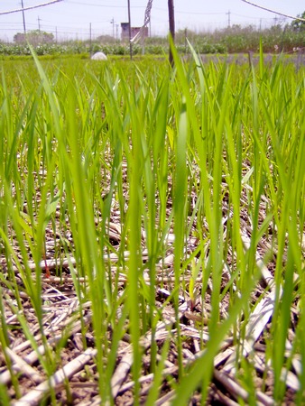 20130524ricebaby.jpg