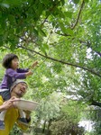20130614ume.jpg