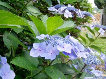 20130703ajisai.jpg